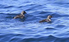 Cassin's Auklet